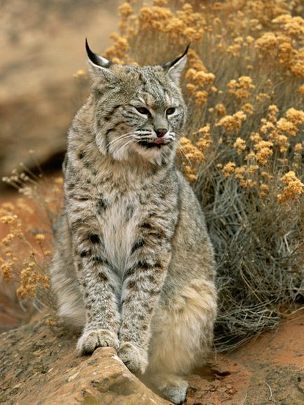 bobcat 3